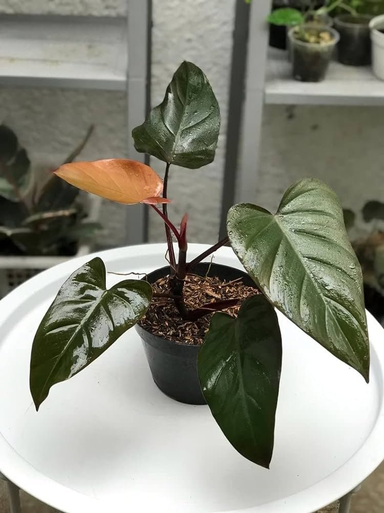 Why Do House Plants Get Brown All The Possible Causes & Cure