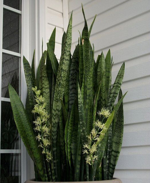 Snake Plant (Mother-in-Law's Tongue)
