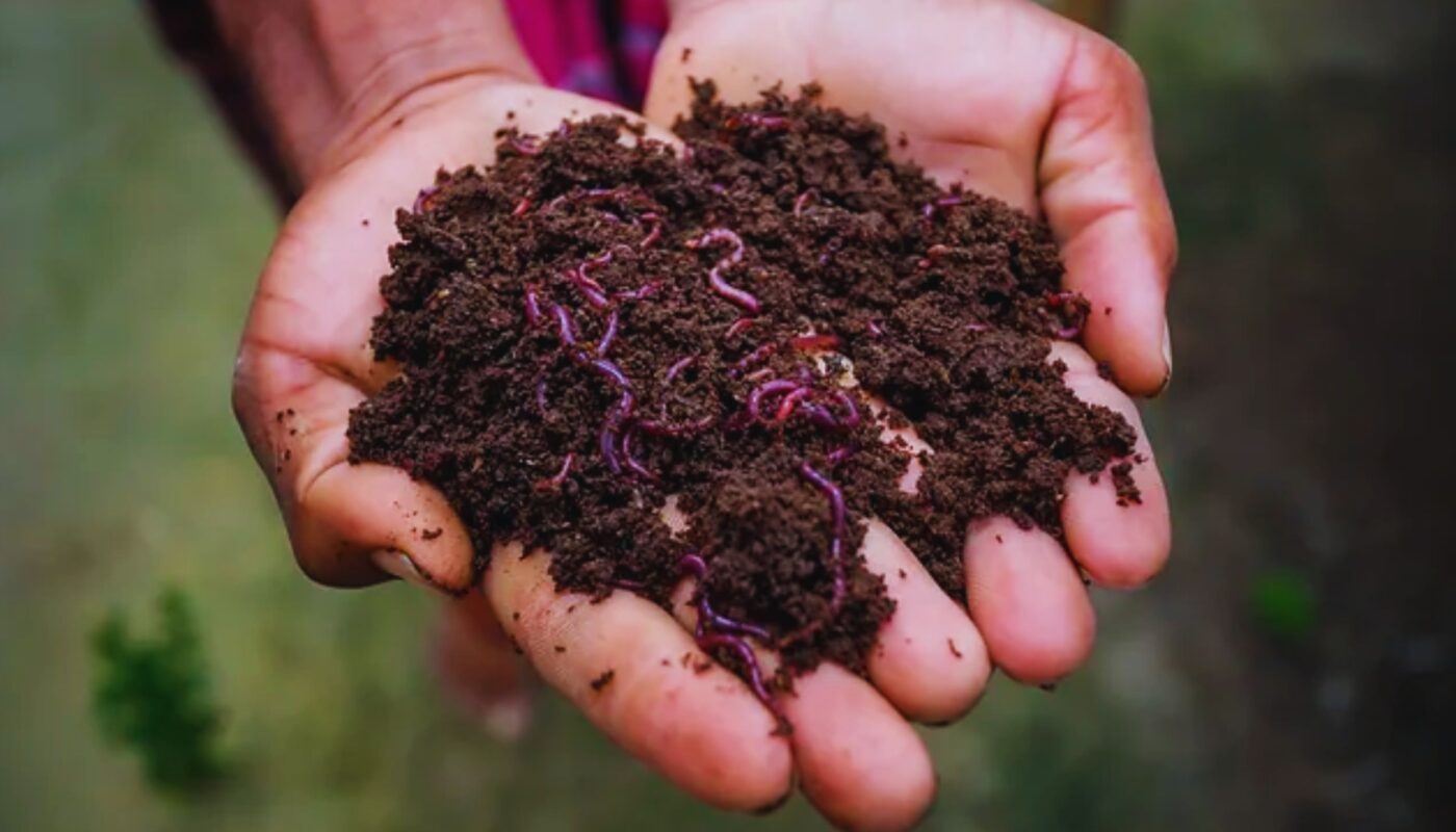 How to make Vermicompost