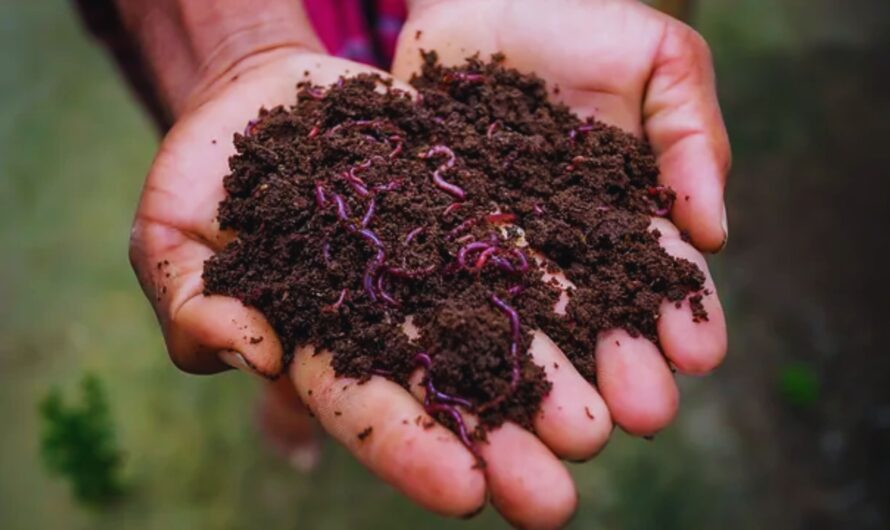 A Beginner’s Guide to Making Vermicompost: Turning Trash into Treasure
