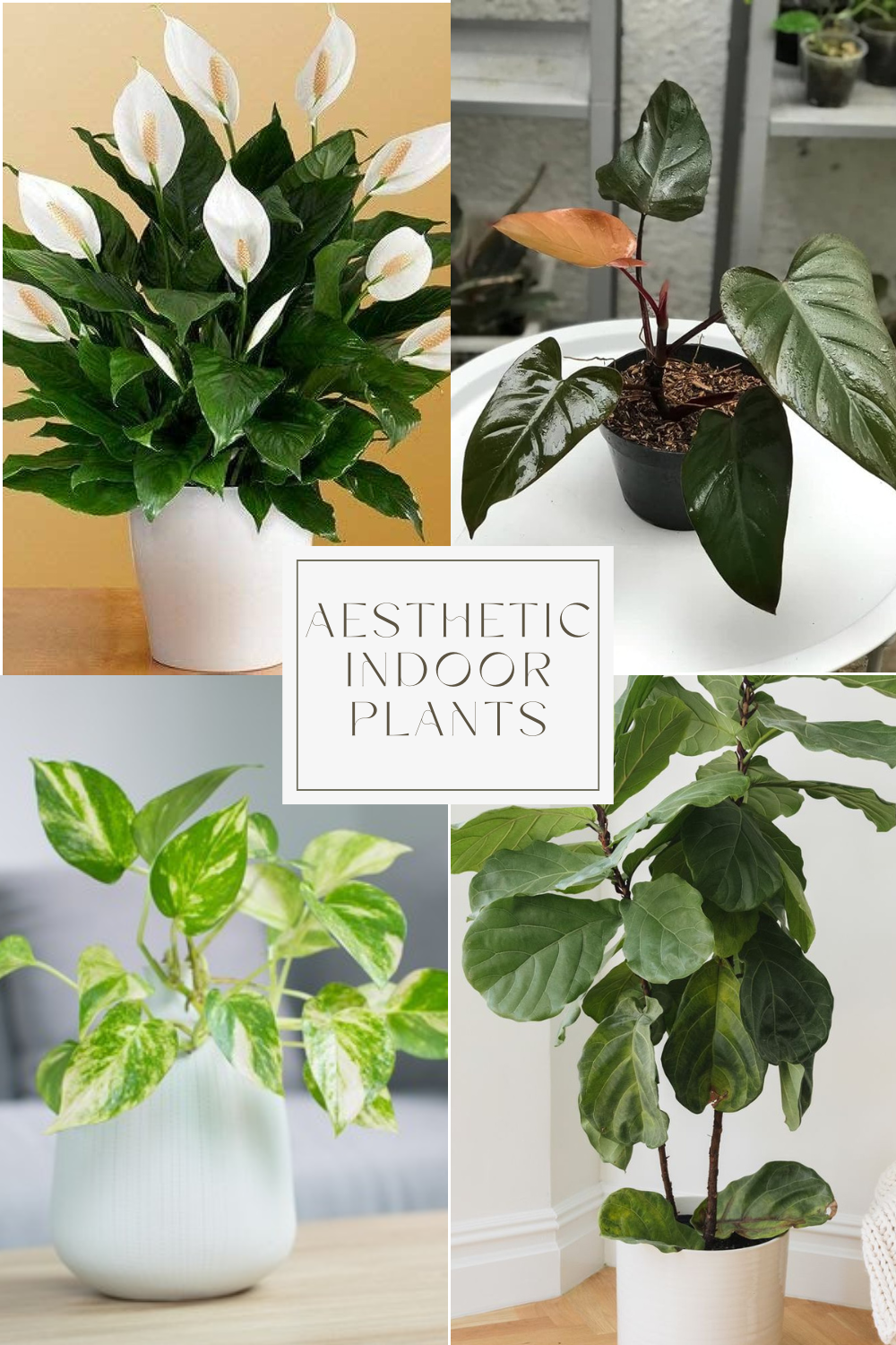 Aesthetic Indoor Plants