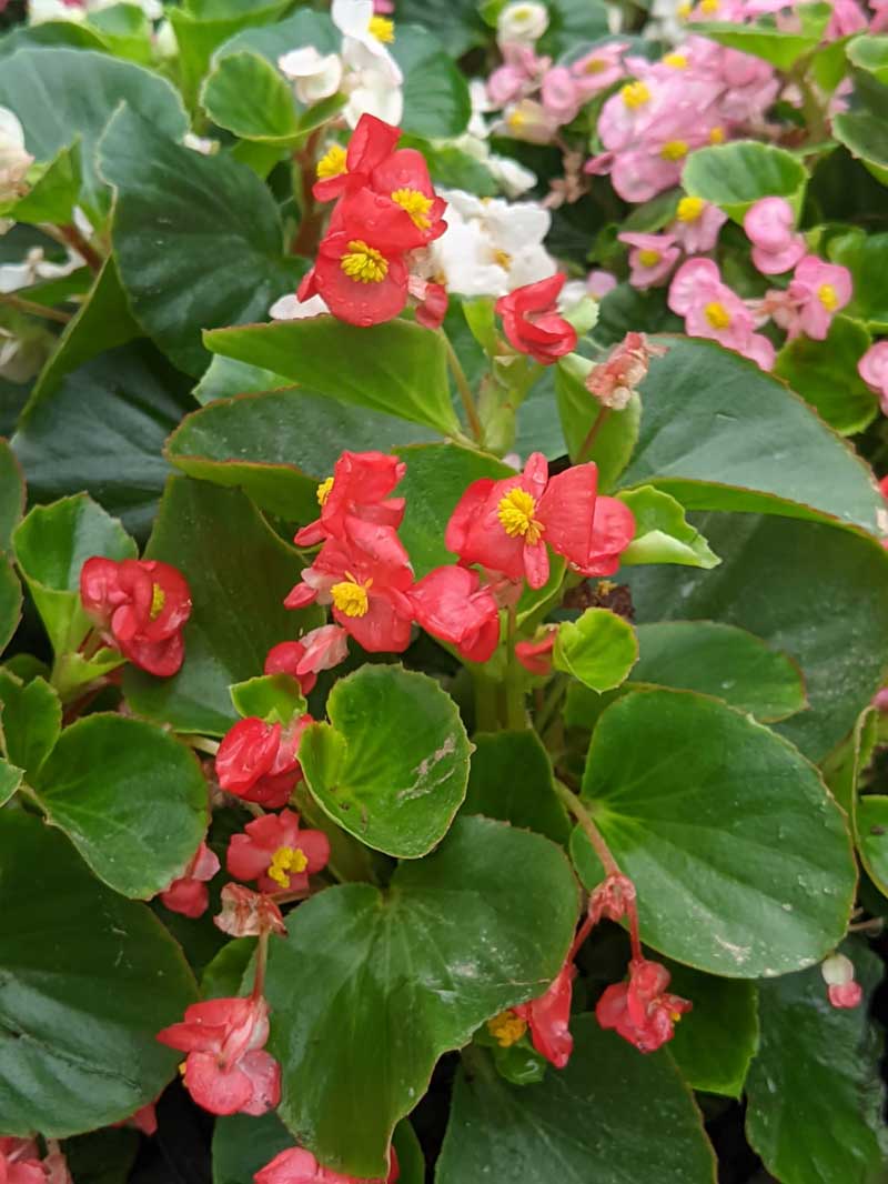 Begonia Flower Plants for Indoor Garden