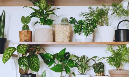 aesthetic indoor plants