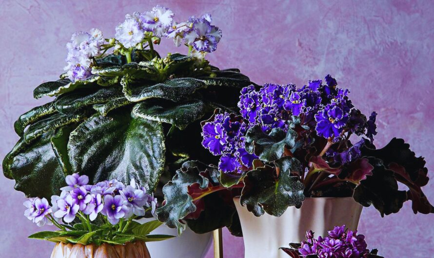 Blossoming Beauty: Top 10 Flower Plants for Your Indoor Garden