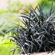 Black Mondo Grass (Ophiopogon planiscapus ‘Nigrescens’)