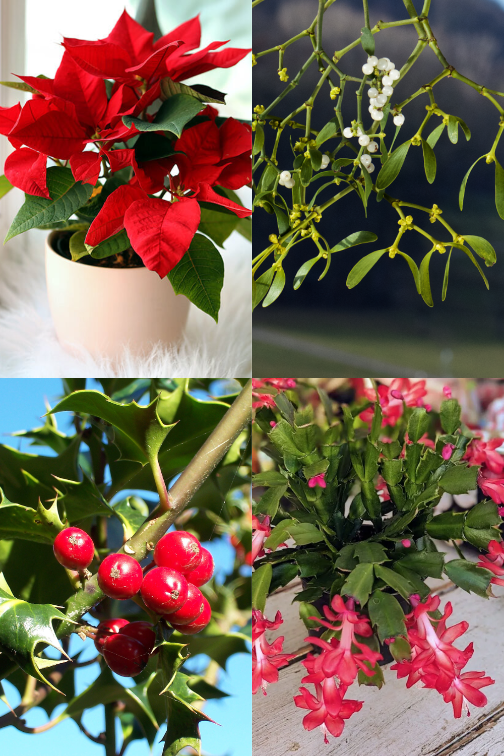 Growing Traditional Christmas Plants